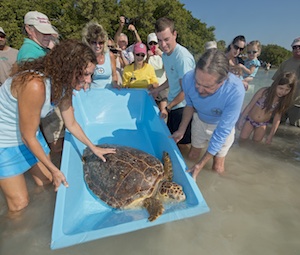 Zirkelbach, left, fellow staff members and volunteers released Sandy, a 145-pound female loggerhead sea turtle, Feb. 9, 2013. Sandy, was inadvertently hooked by an angler but was able to be returned to the wild after a surgical procedure to remove the hook and antibiotic therapy to prevent infection. Photo: Andy Newman